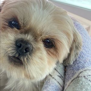 MEET JAZZY the newest member of my family!!